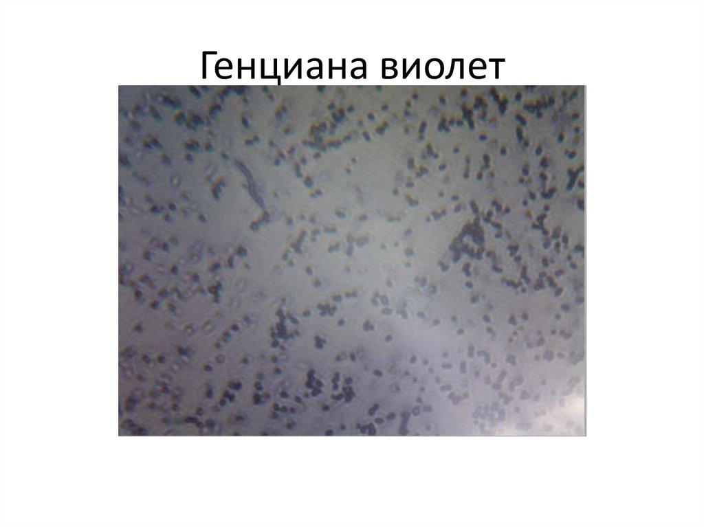 Генциана виолет