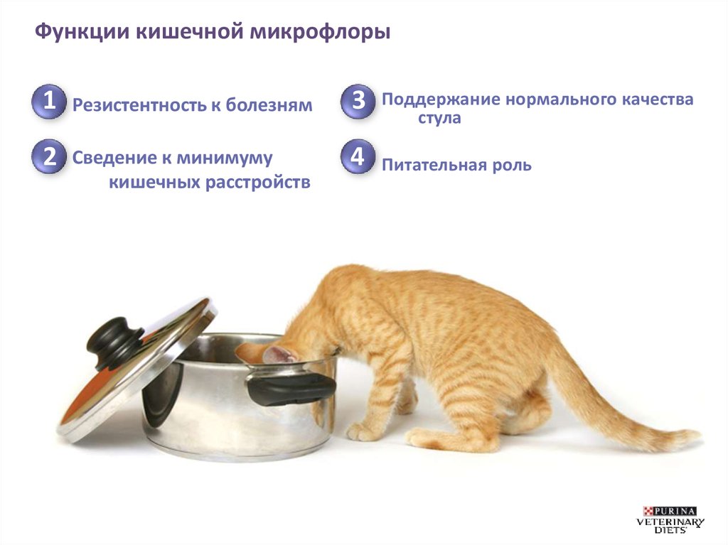 Клиническая пищевая пробиотическая добавка для кошек и собак всех ...