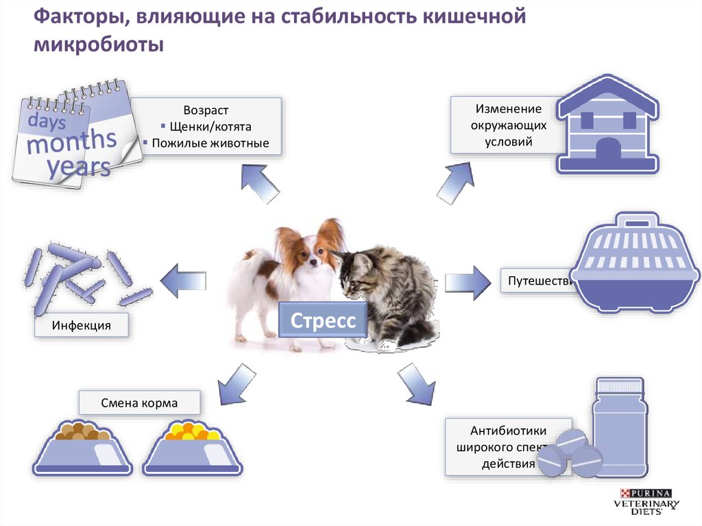 Факторы, влияющие на стабильность кишечной микробиоты