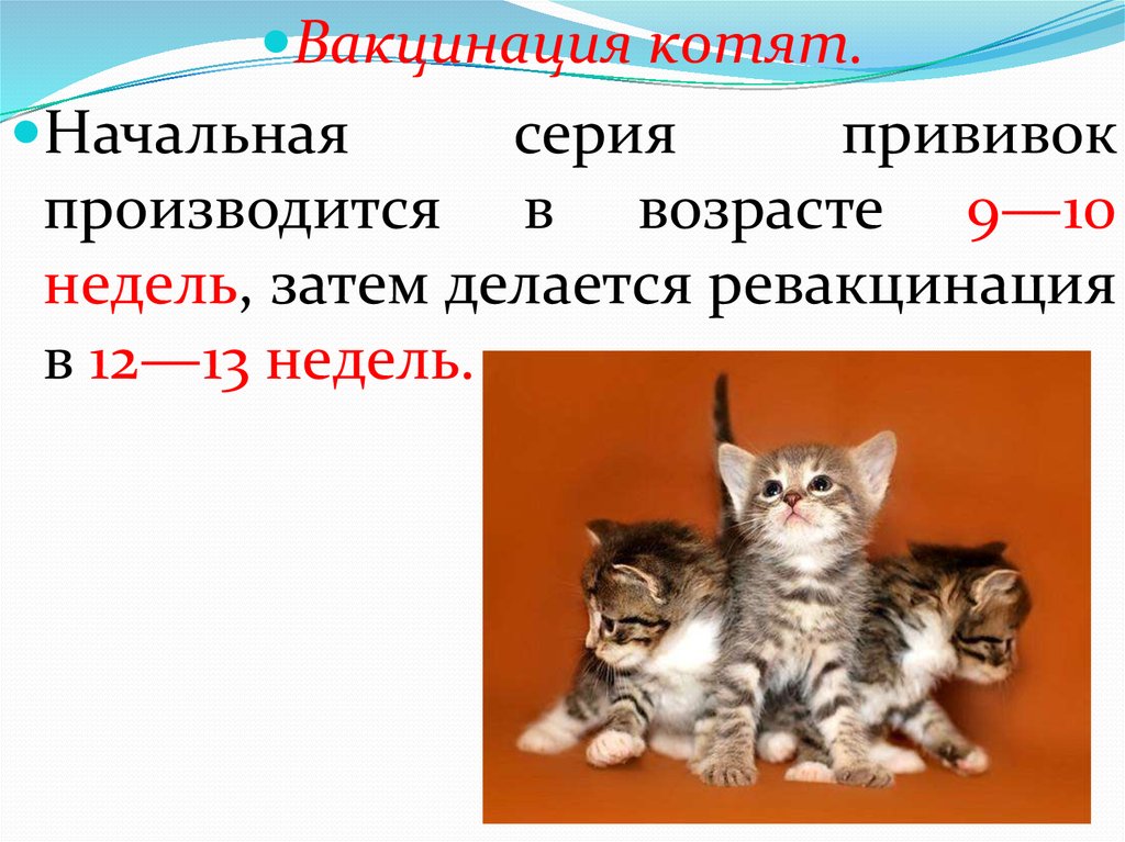 Котята прививки во сколько. Вакцинация котят. Вакцинация котят схема. Прививки котятам. Прививки котятам по возрасту.