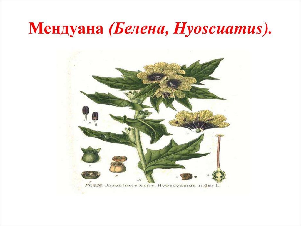 Меңдуана (Белена, Hyoscuamus).
