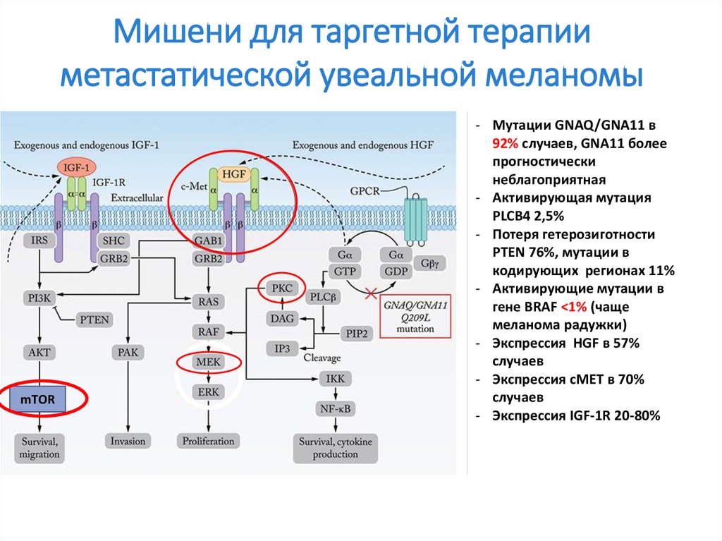 Таргетная терапия при меланоме. Таргетная терапия механизм действия. Механизм действия таргетных препаратов. Мишени таргетной терапии. Таргетная терапия схема.