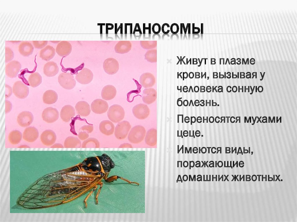 Основной хозяин муха цеце основной хозяин человек. Трипаносомы. Трипаносомы презентация. Трипаносомы это простейшие. Виды трипаносом.