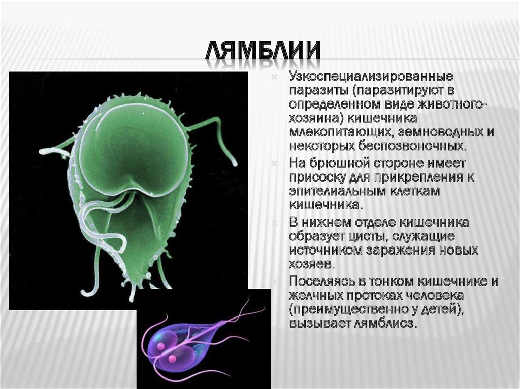 Покажи ляму. Лямблия паразит биология. Лямблии и балантидии.. Паразитические простейшие лямблия. Многожгутиковая лямблия.