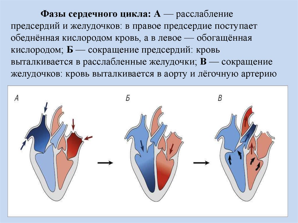 Сокращение предсердий в сердечном цикле. Фазы сердечного цикла сокращение предсердий. Фазы сердечной деятельности схема. Систолы желудочков сердечного цикла. Фаза сердечного цикла систола желудочков.