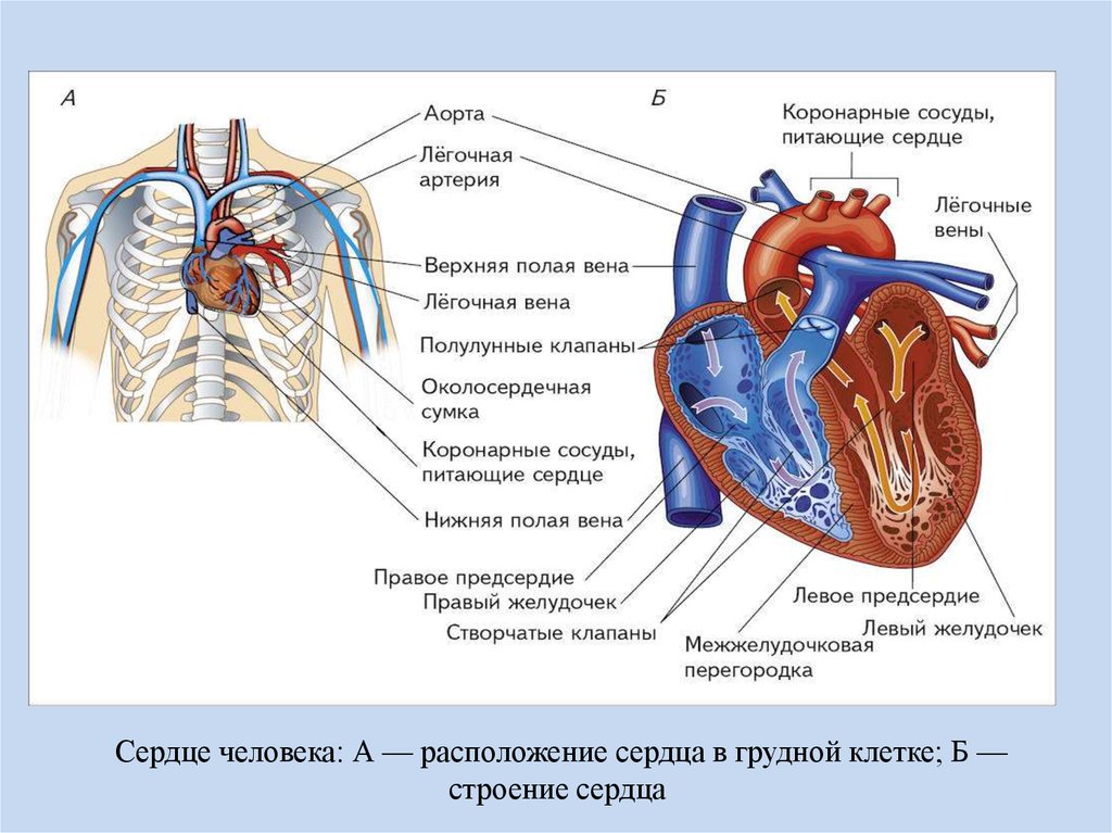 Правое предсердие аорта левый желудочек легкие левое. Строение сердца в теле человека. Сердце анатомия легочная артерия. Расположение сердца в грудной клетке у человека схема. Сердце человека а-расположение сердца в грудной клетке.