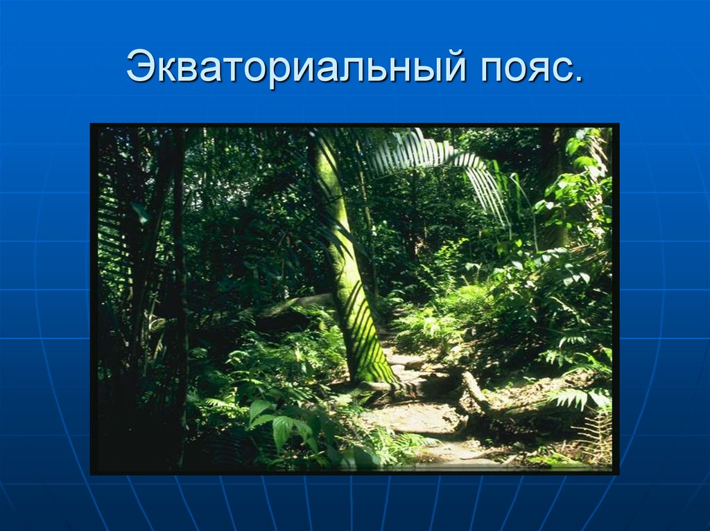 Влажные экваториальные леса климатические условия. Экваториальный пояс. Экваториальный климатический пояс. Растительность экваториального пояса. Что такое экваториальныйе пояса.