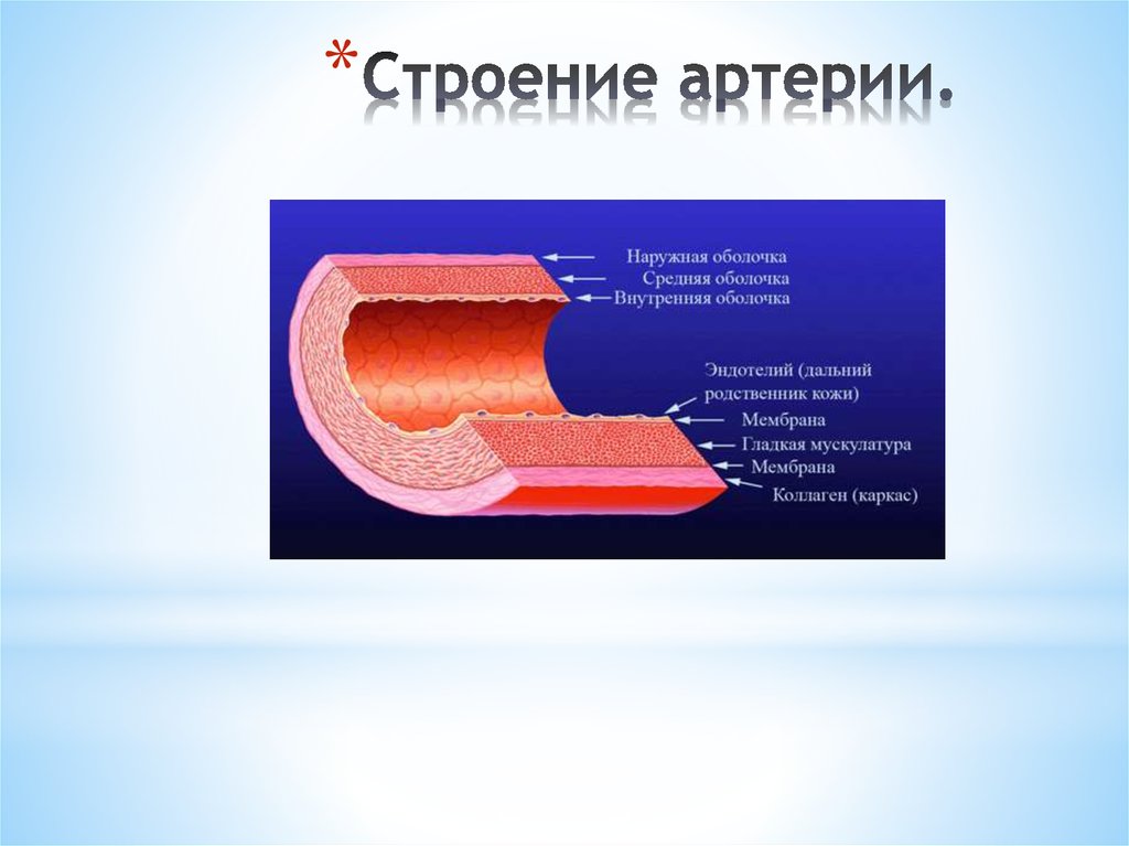 Внутренняя оболочка сосудистая