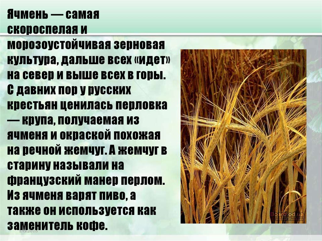 Какие зерновые культуры выращивали в россии. Злаковые растения ячмень. Ячмень злаковая культура. Сообщение про зерновые растения. Доклад про ячмень.