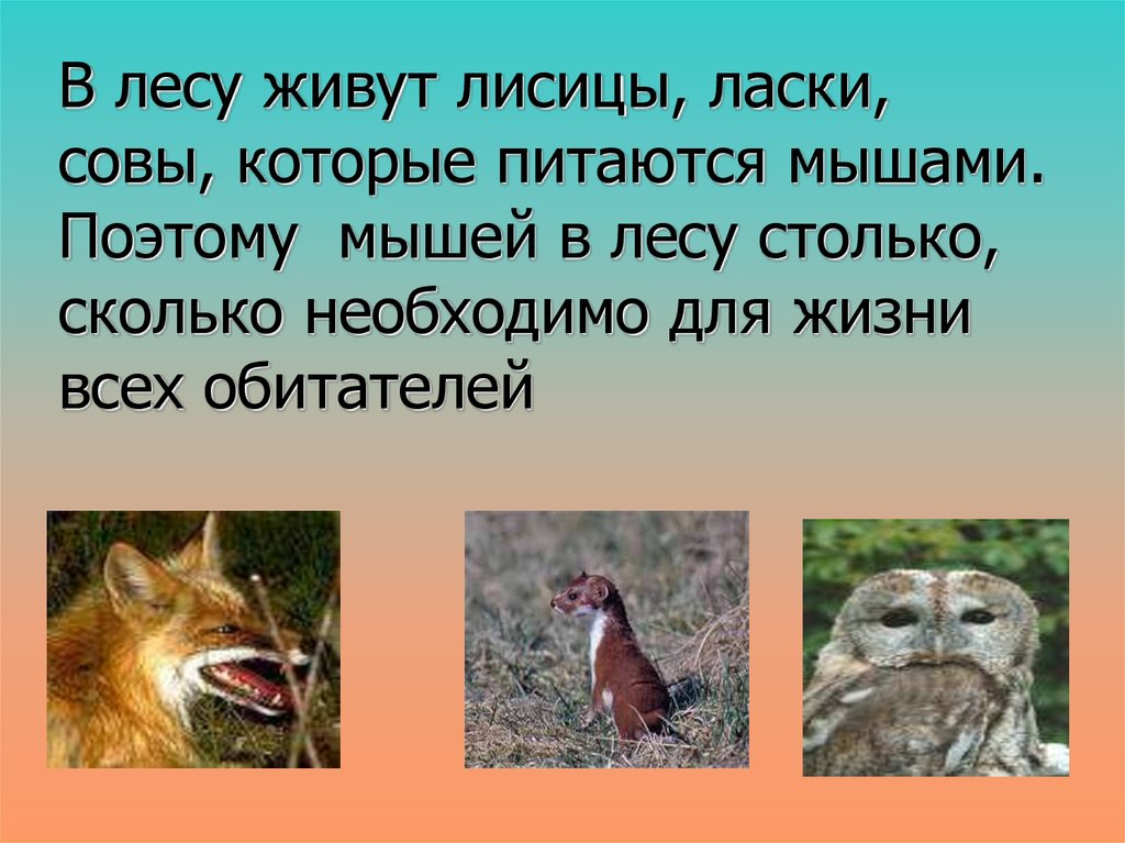 Не живет в лесу. В лесу жила лиса. Жители леса Сова. На заре я ласкал сову. Кто живет в лесу.