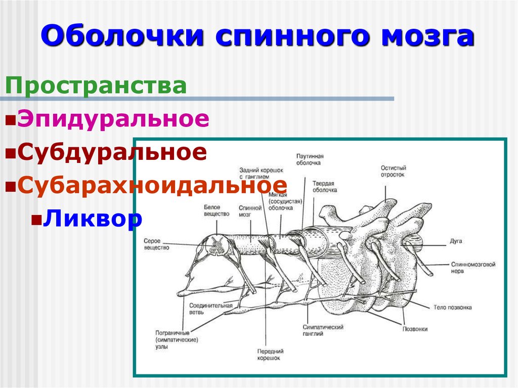 Сосудистая оболочка спинного мозга