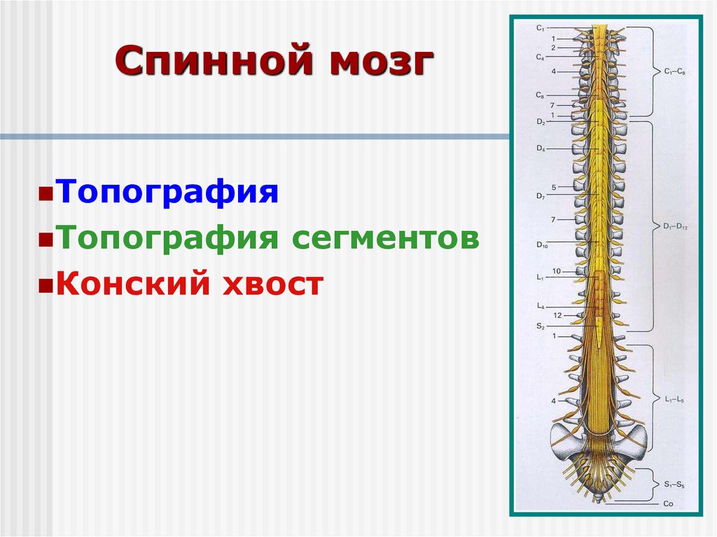 Спинной мозг