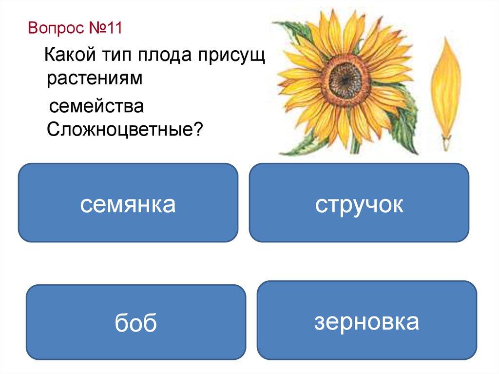 Сложноцветные виды плодов. Семейство Сложноцветные плод. Семейство Сложноцветные Тип плода. Тип плода сложноцветных растений. Какой Тип плода у семейства сложноцветных.