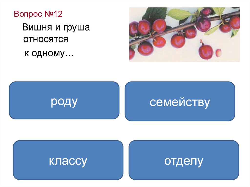 Вишня презентация по биологии