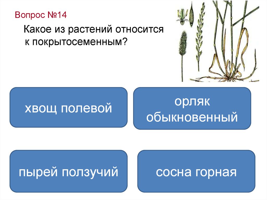 Какие из перечисленных растений относятся. Какие растения относятся к покрытосеменным растениям. Какие растения относят к покрытосеменным. Растения которые относятся к покрытосеменным. Какие растения не относятся к покрытосеменным.