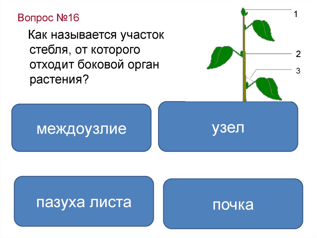 Боковой орган растений. Участок стебля от которого отходит лист. Название участков стебля. Органы растений междоузлие. Участок стебля на уровне отхождения листа.