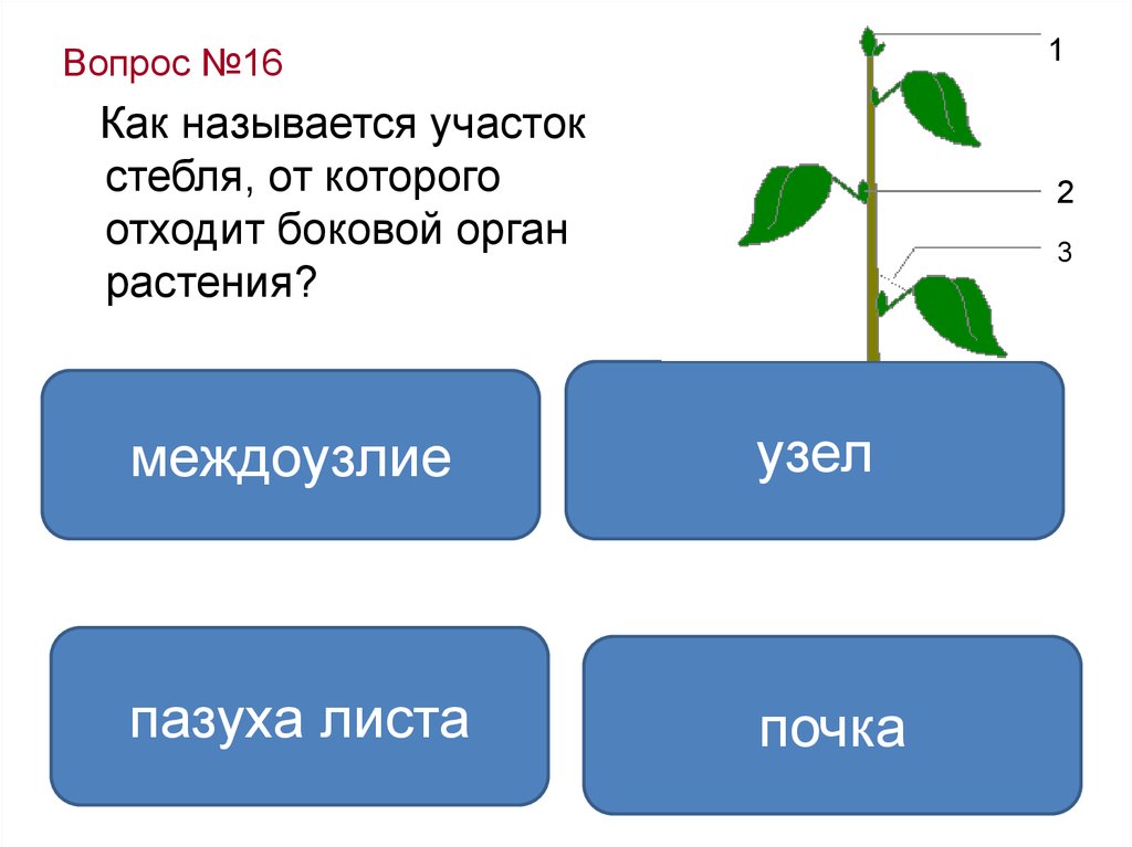 Участок на котором развиваются листья называют. Участок стебля от которого отходит лист. Название участков стебля. Органы растений междоузлие. Место отхождения листа от стебля.