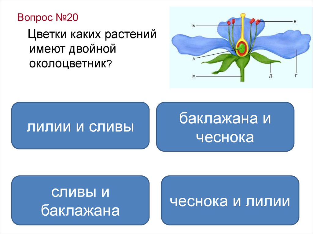 Вопросы по цветочкам. Околоцветник у сливы. Цветки каких растений имеют двойной околоцветник. Какие растения имеют двойной околоцветник. Растения которые имеют двойной околоцветник.