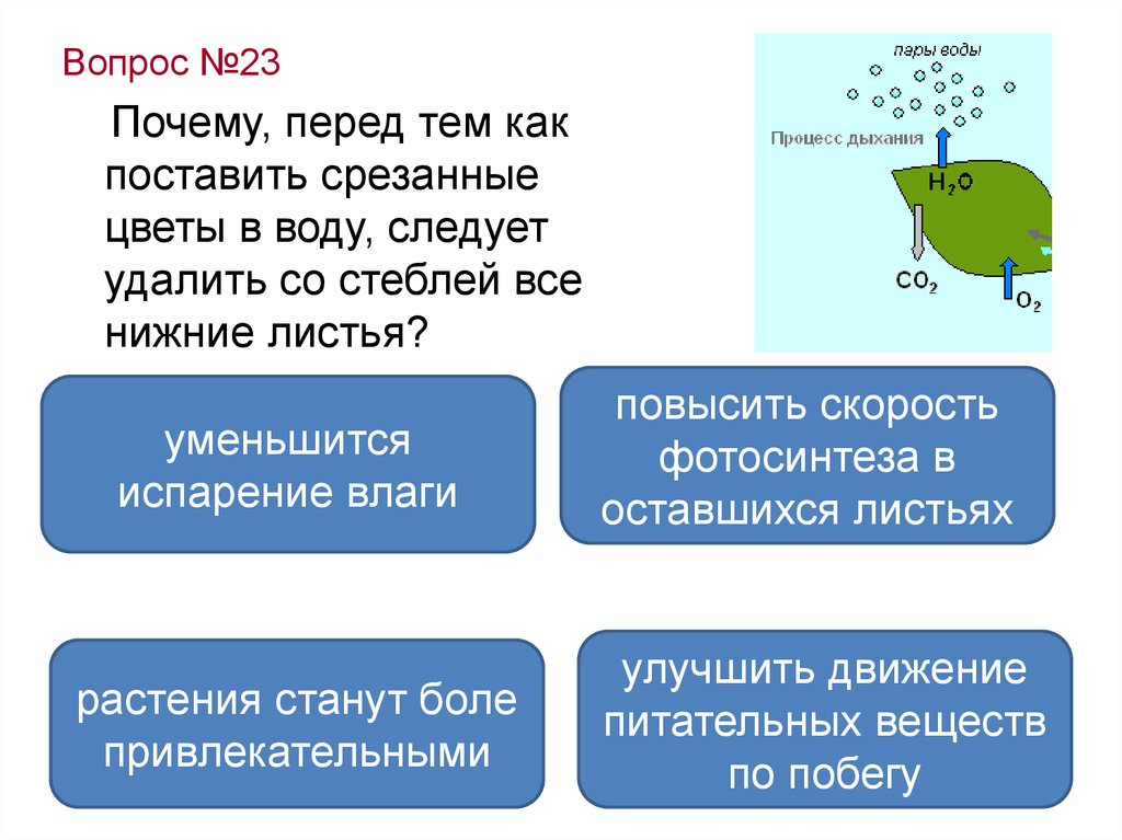 23 причины. Почему перед тем как поставить срезанные цветы. Почему перед. Почему перед тем как поставить срезанные цветы в воду следует удалить. Почему перед как.