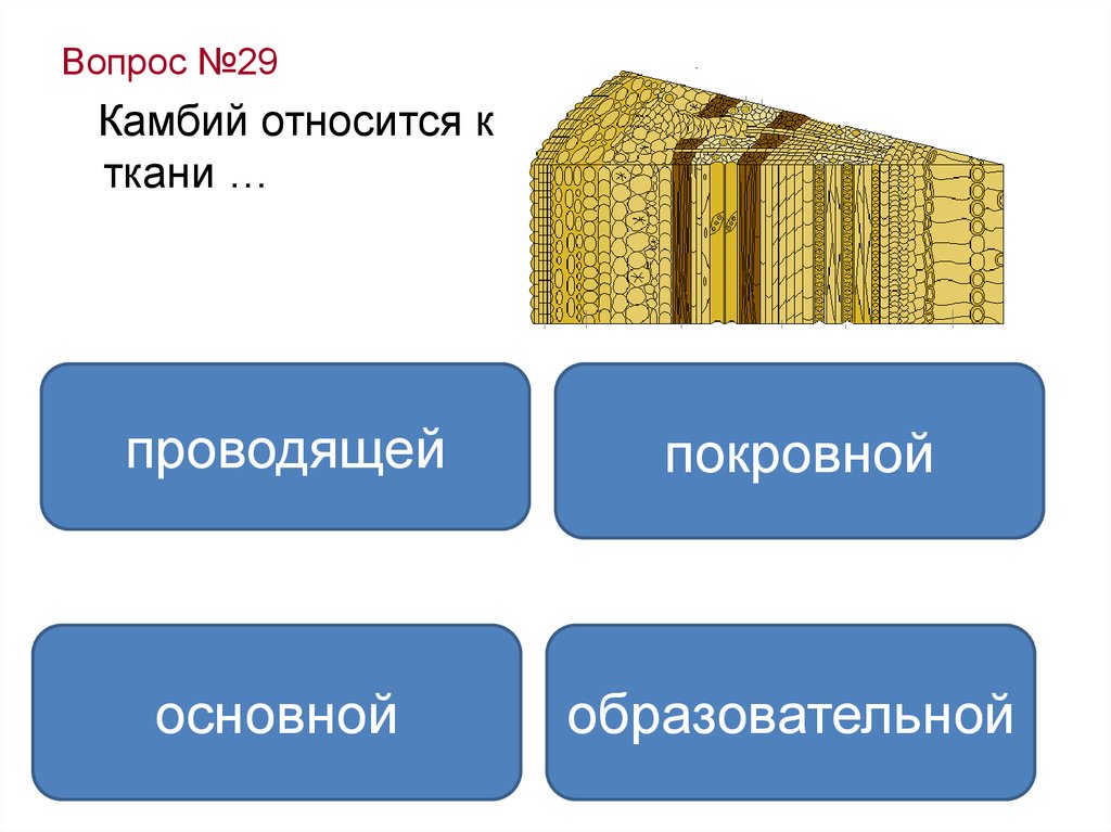 4 проводящая. Образовательная ткань камбий механическая ткань. Проводящая ткань … Образовательная ткань камбий. Образовательная ткань камбий покровная ткань. Механическая ткань растений камбий.