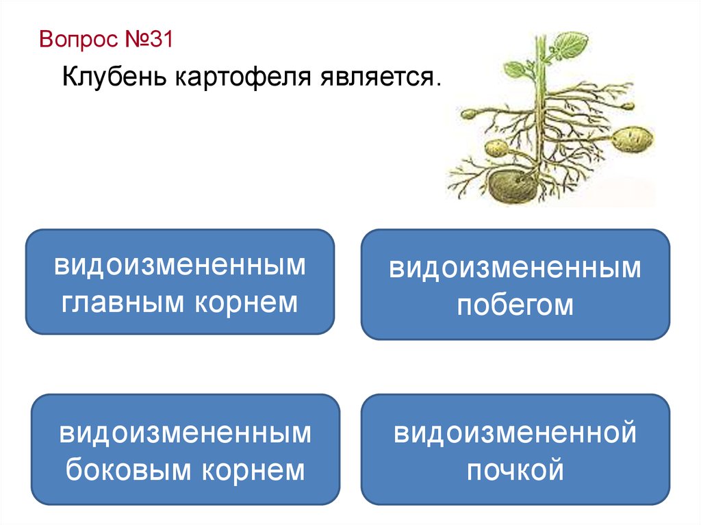 Тест по биологии царства. Видоизмененные побеги ОГЭ по биологии. Царство растения ОГЭ. Картофель видоизмененный корень. Царство растений ОГЭ по биологии.