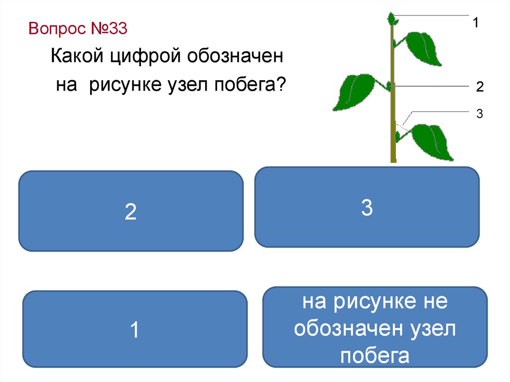 Какой цифрой на рисунке. Обозначить на побеге цифры. Обозначить на рисунке побег узел. Побег обозначь на рисунке цифрой. Царство растения ОГЭ биология.