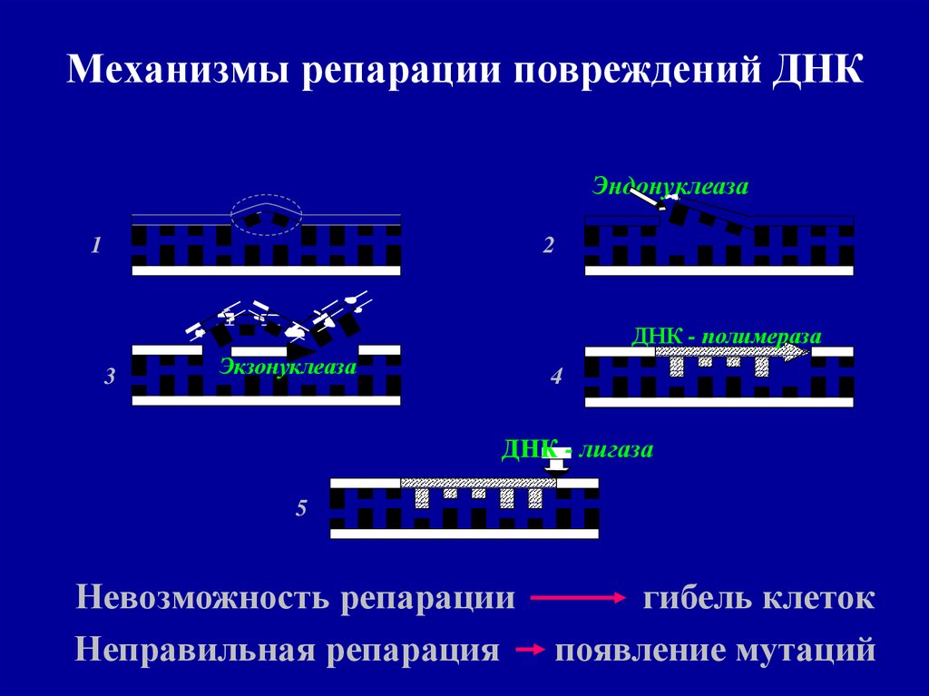 Репарация. Механизмы репарации ДНК. Механизмы репарации мутационных повреждений. Механизмы репарации радиационных повреждений ДНК. Механизмы репарации ДНК. Прямая и эксцизионная репарация..