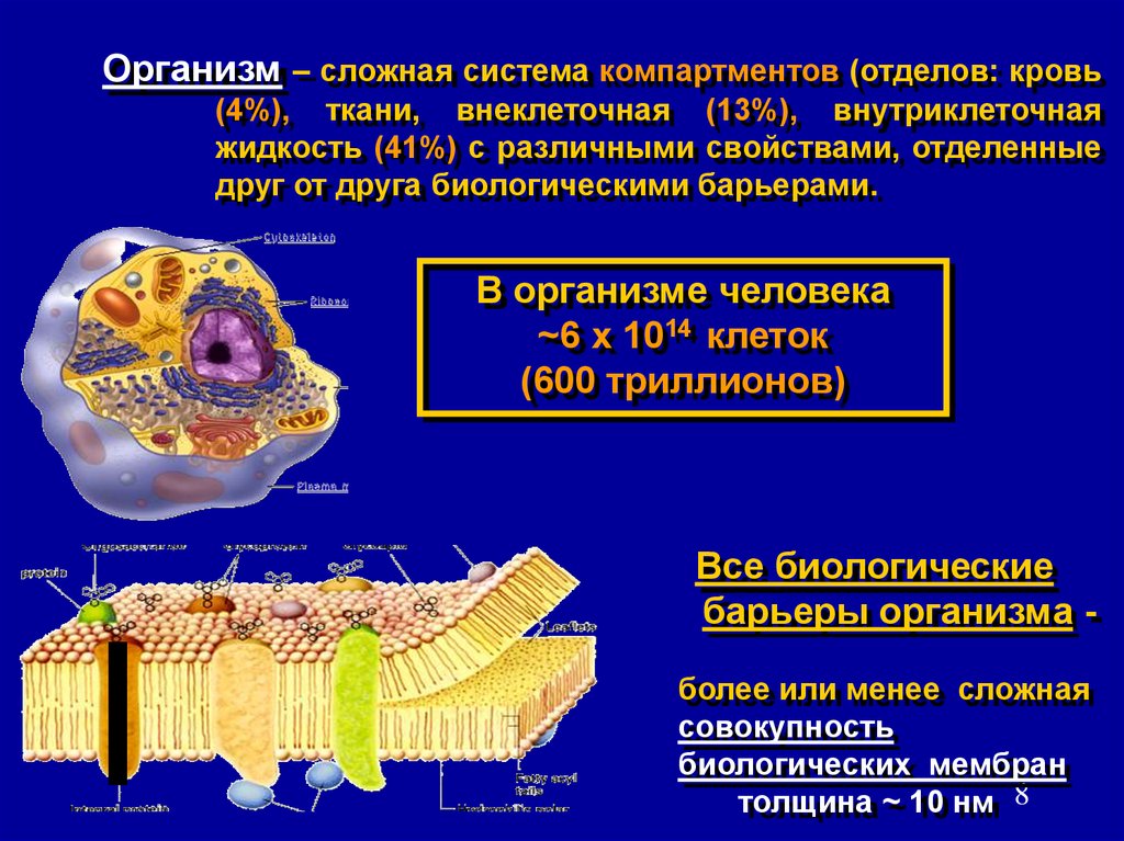 Барьерные организмы. Компартментов. Биологические барьеры организма. Отсутствие внутренних компартментов клетки характерно для. Уровни компартмента.