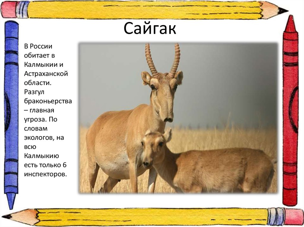 Где обитает сайгак в какой природной. Сайгак обитает в России. Сайгак презентация. Сообщение о сайгаке. Сайгак обитает.