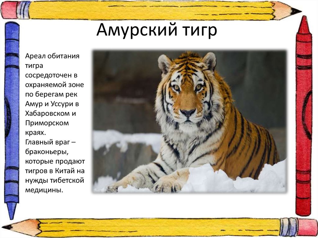 Тигр живет на материке. Амурский тигр ареал обитания. Амурский тигр зона обитания. Амурский тигр среда обитания. Тигр Амурский тигр где живет.