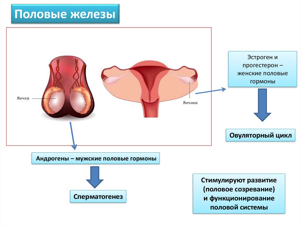 Половая железа внутренней секреции. Половые железы. Женские половые железы. Мужские и женские половые железы. Половые железы гормоны.