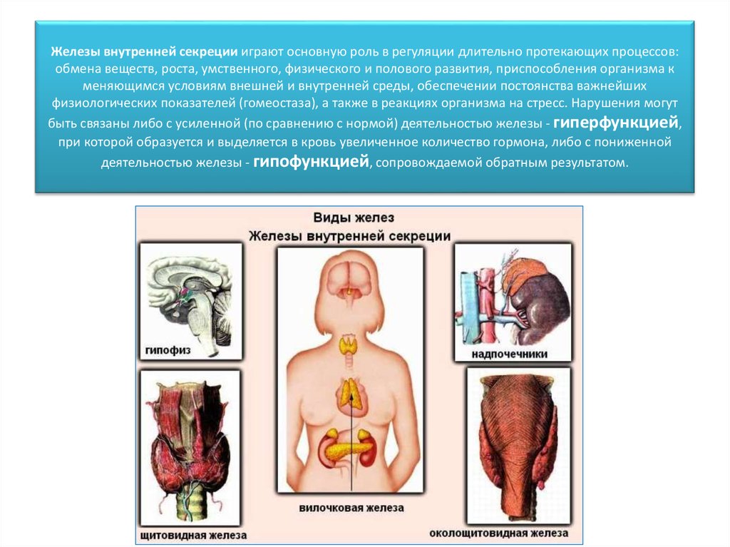 Презентация на тему железы внутренней секреции - 92 фото