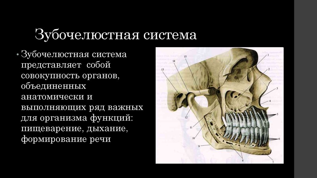 Основы клинической гнатологии биомеханика зубочелюстно лицевой системы презентация