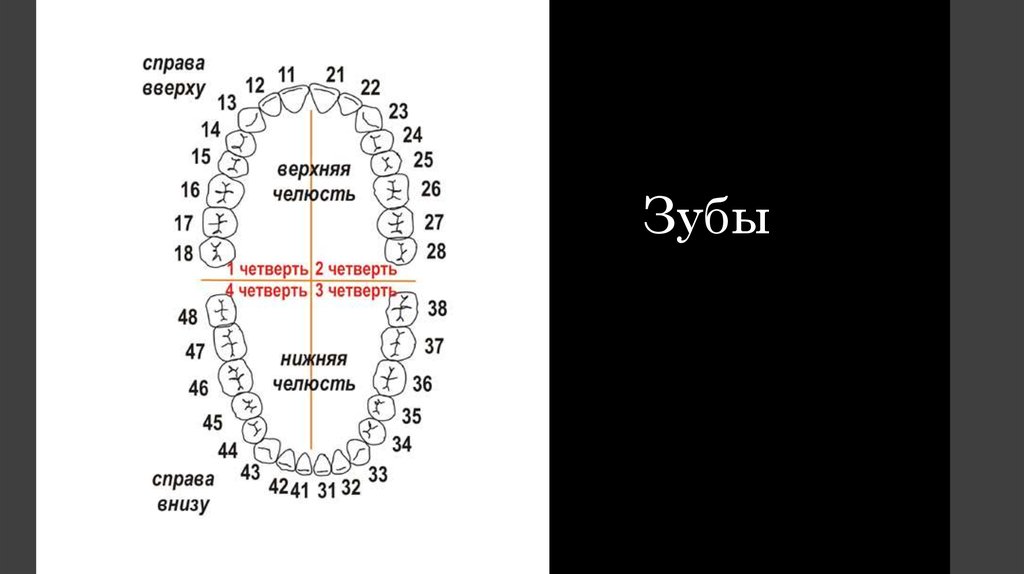 Зубы схема. Нумерация зубов нижней челюсти. Челюсть нумерация зубов. Нумерация зубов в стоматологии схема. Номера зубов у взрослых.