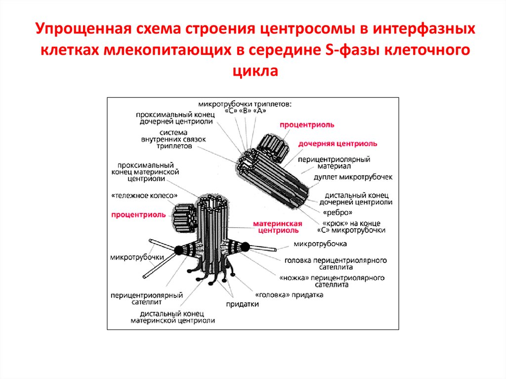 Центросомы в каких клетках