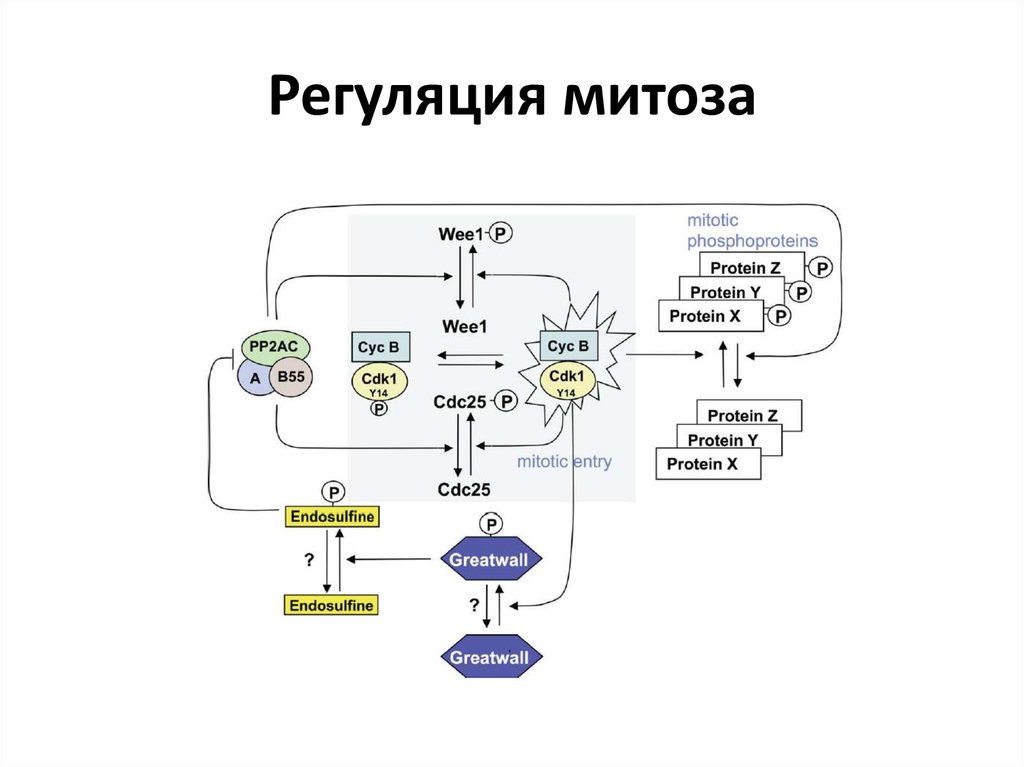 Регуляция клеток. Регуляция митоза кратко. Регуляция клеточного деления схема. Механизмы и факторы регуляции митоза. Регуляция митотического цикла нарушение митоза.