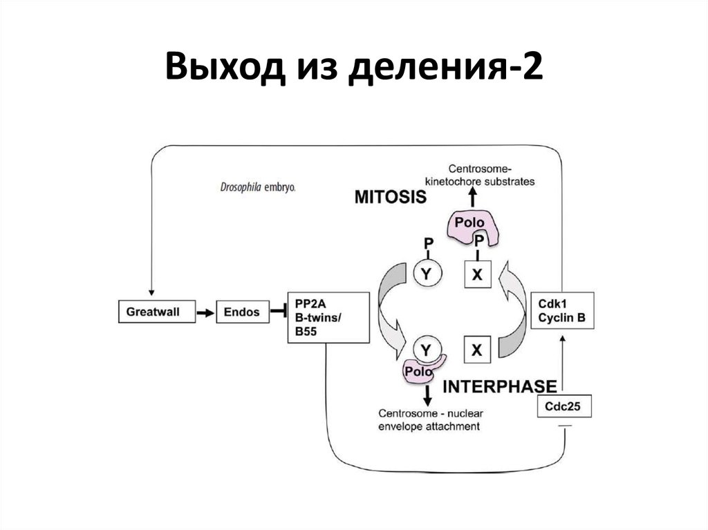 Регуляция клетки. Регуляция деления клеток. Механизм регуляция клеточного деления схема. Механизмы регуляции деления клеток. Каковы механизмы регуляции клеточного деления.