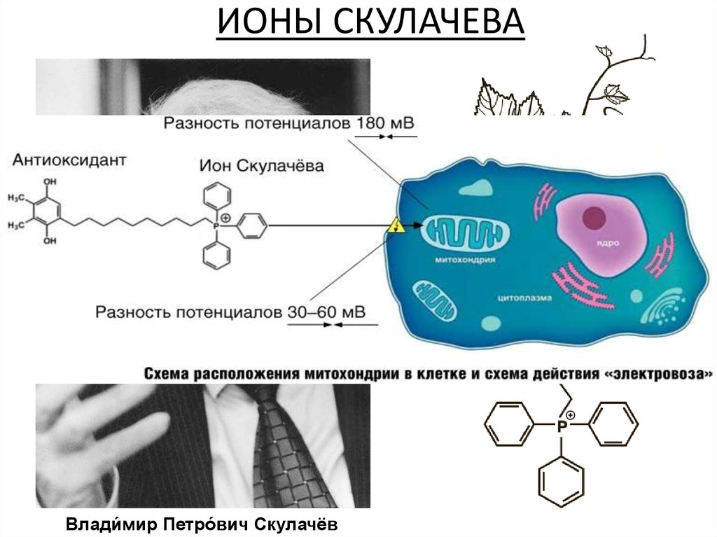 Проект ионы скулачева