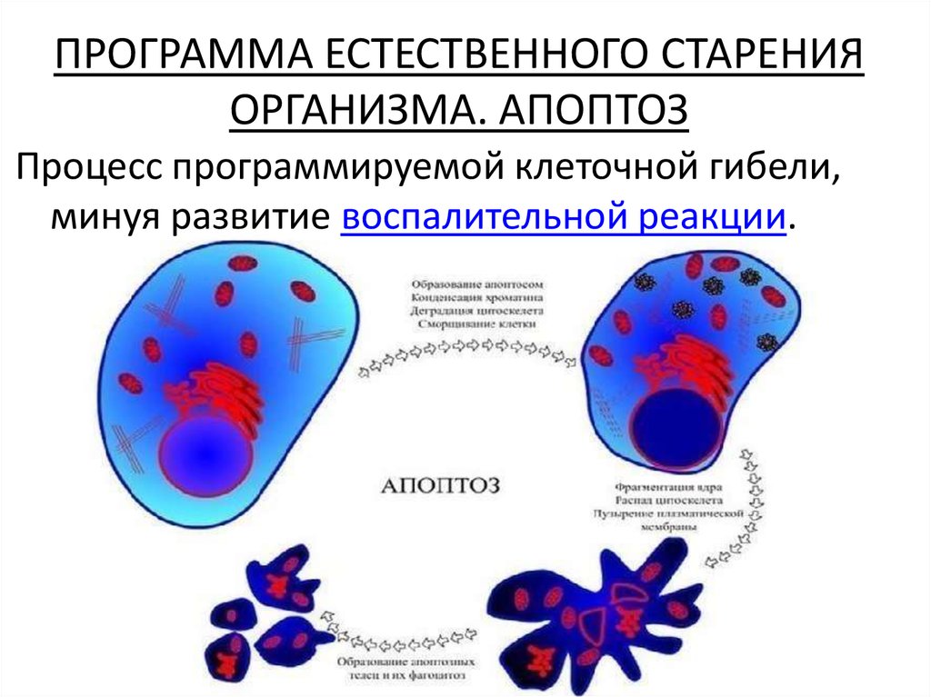 ПРОГРАММА ЕСТЕСТВЕННОГО СТАРЕНИЯ ОРГАНИЗМА. АПОПТОЗ