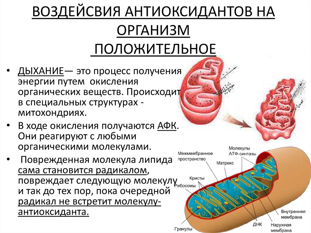 Положительные организмы