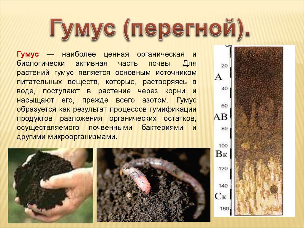 Перегной гумус образуется из. Органическая часть почвы, гумус. Органическое вещество почвы гумус. Перегной гумус. Презентация на тему почва в России.