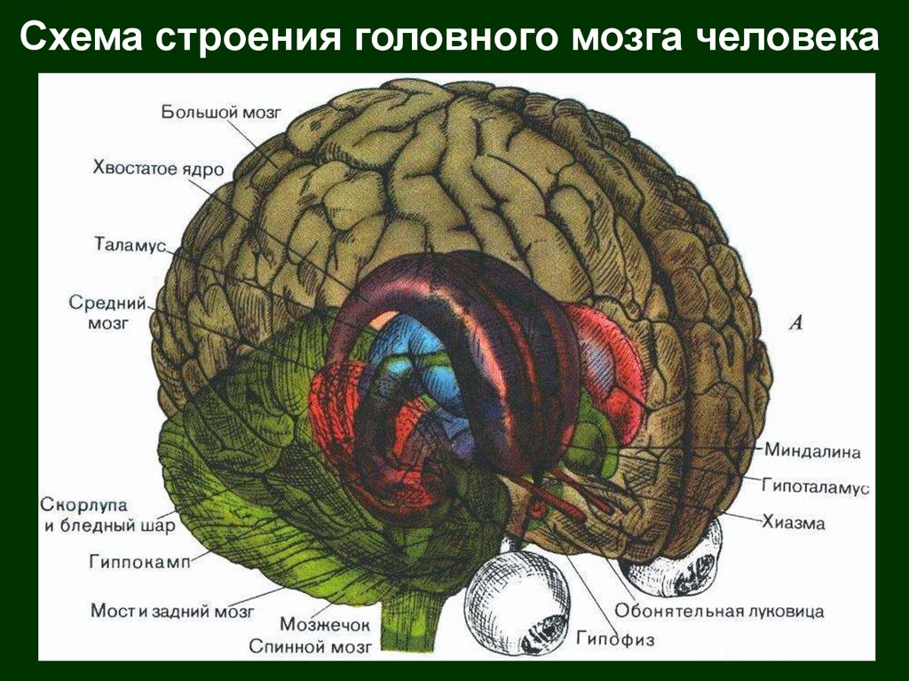 Головной мозг человека строение. Внутреннее строение головного мозга. Структура головного мозга схема. Головной мозг строение анатомия. Строение и функции головного мозга схема.