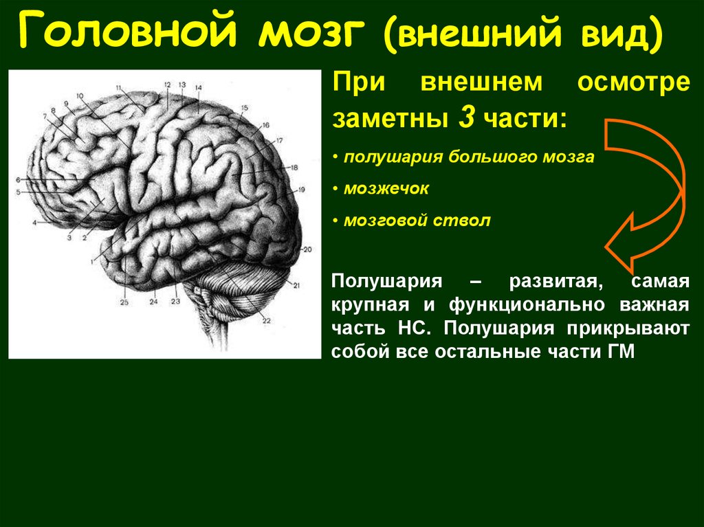 Внешний мозг. Внешний вид головного мозга. Мозг внешнее. Функции больших полушарий головного мозга. Регуляторные функции мозга это.