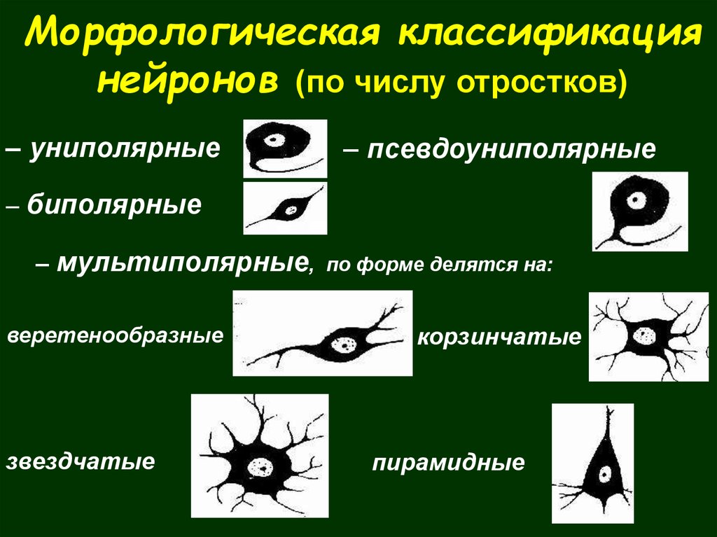 Схема классификация нейронов