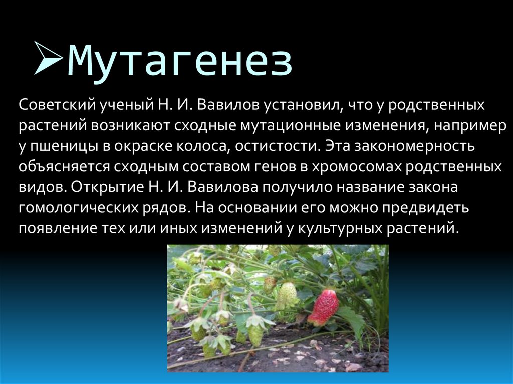 Метод селекции мутагенез