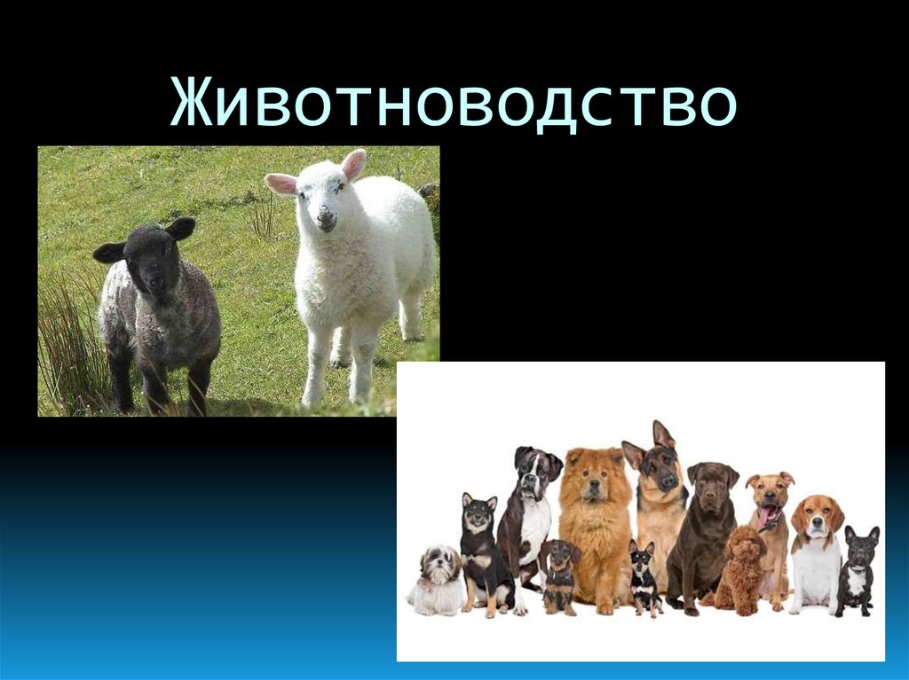 Животноводство