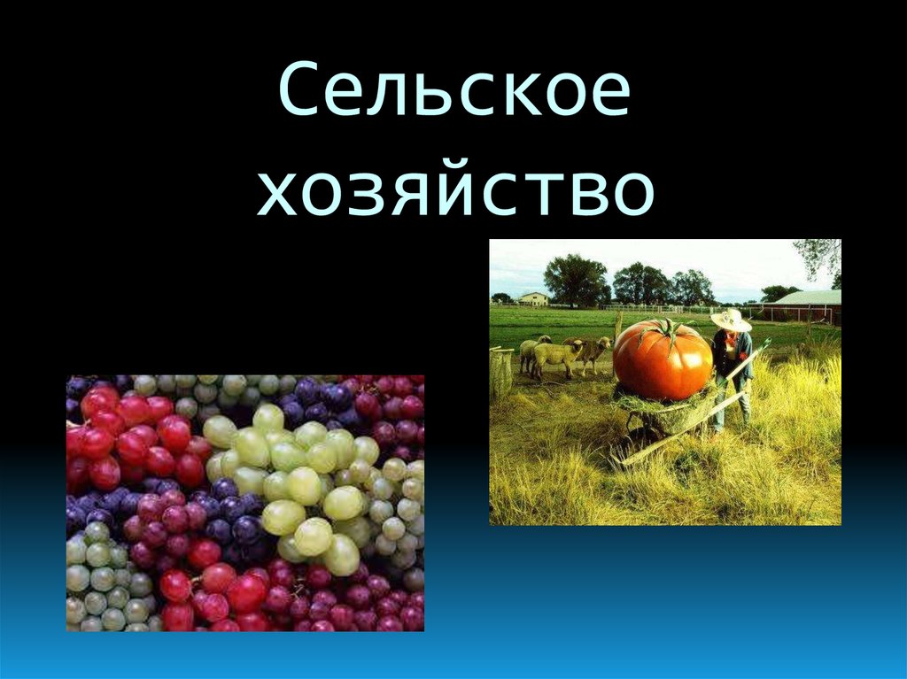 Сельское хозяйство