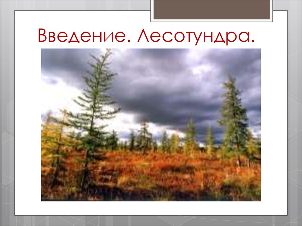 Введение. Лесотундра.