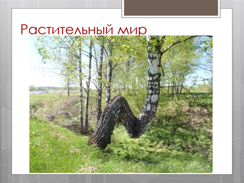 Растительный мир