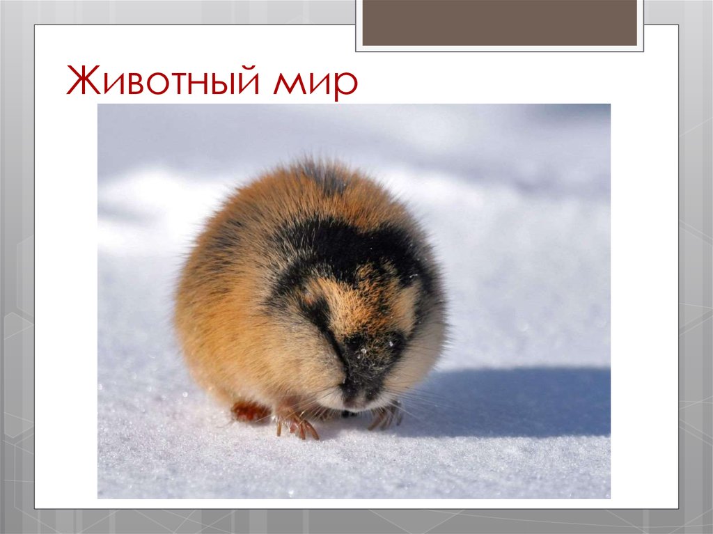 Животный мир